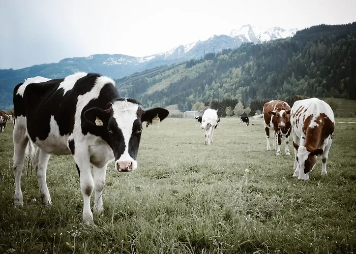 Reiters 110a Apartmán Piesendorf